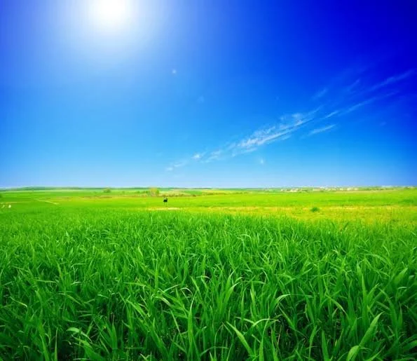 Open green field under a clear blue sky with a few clouds and the sun shining brightly.