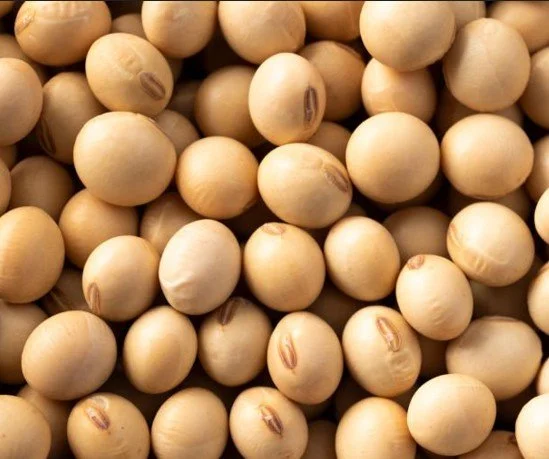 Soya Beans