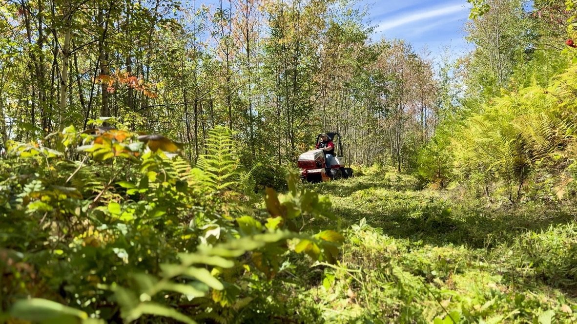 A person riding a lawn mower through a lush green forest with trees and ferns, under a blue sky with some clouds.