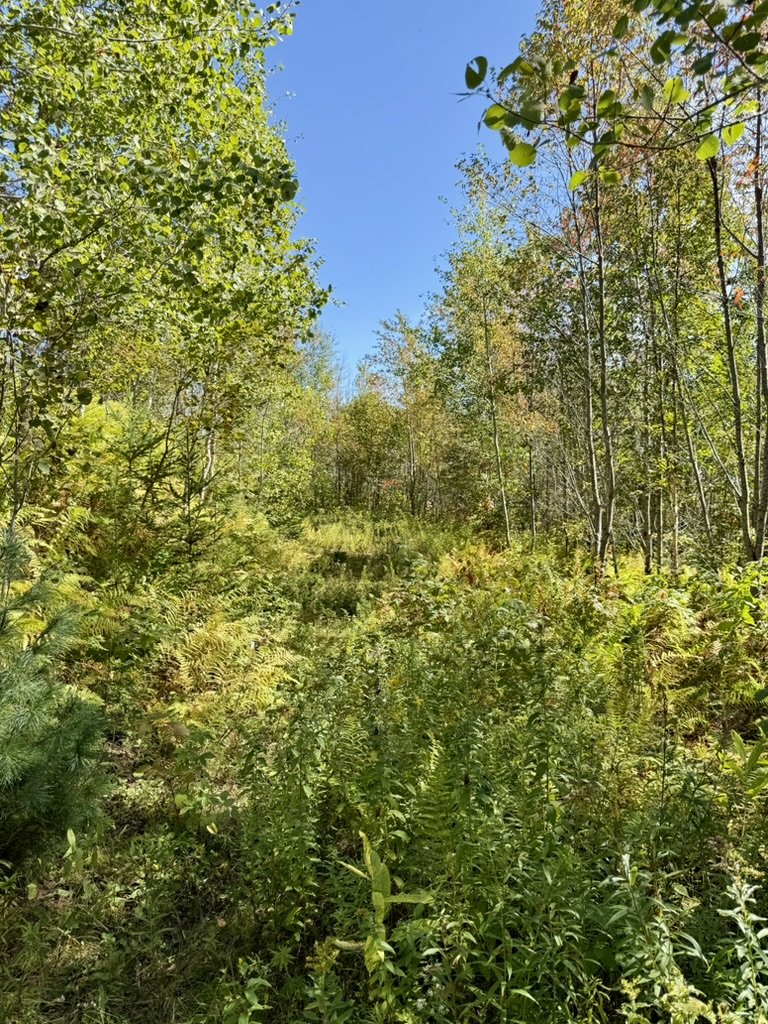 A dense forest trail with green foliage and trees under a clear blue sky.