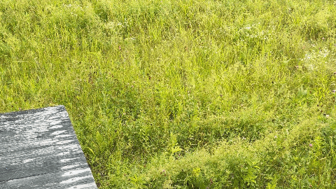 Green grassy field with some patches of flowers and a wooden surface in the lower left corner.