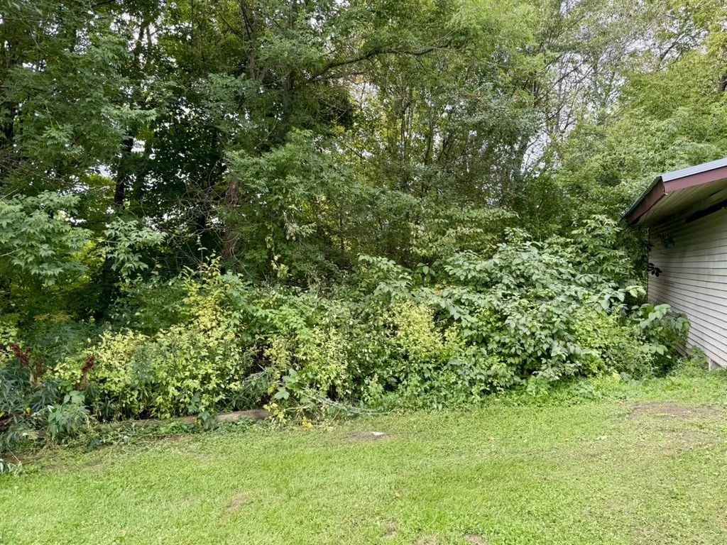 Overgrown backyard with dense bushes and trees near house siding.