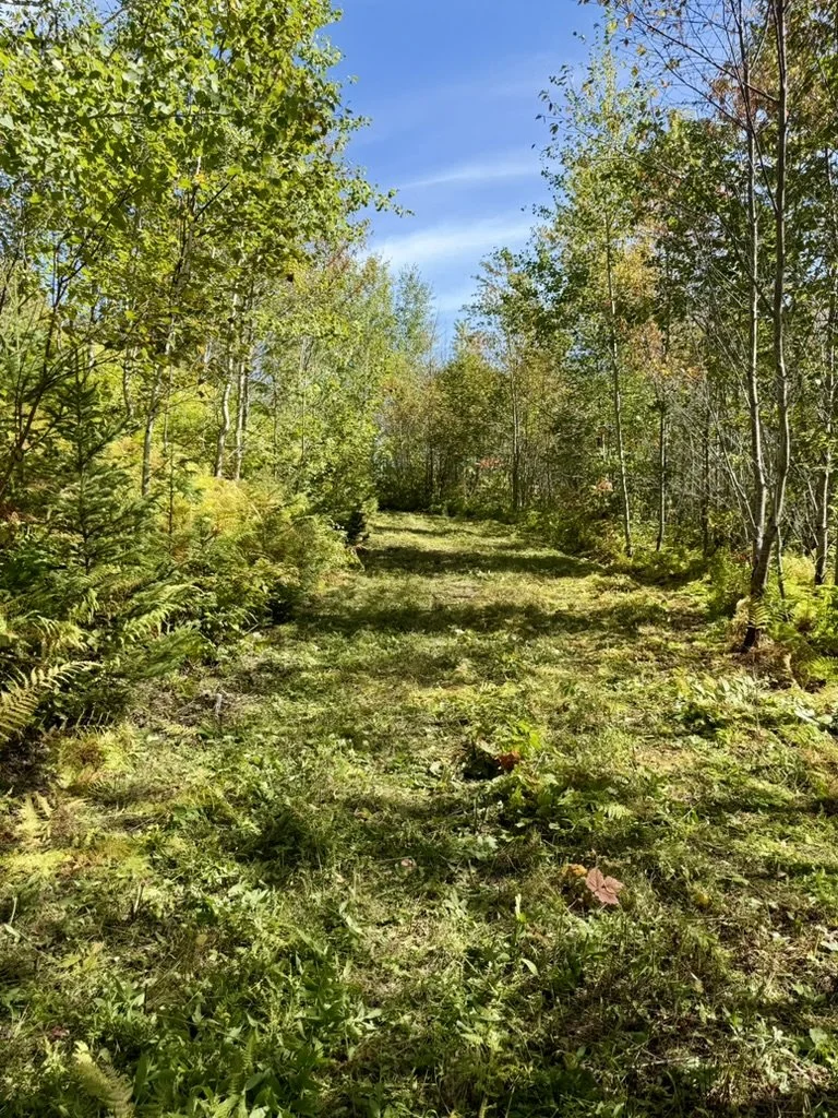 A forest path with green trees and bushes on either side, under a blue sky with some clouds.