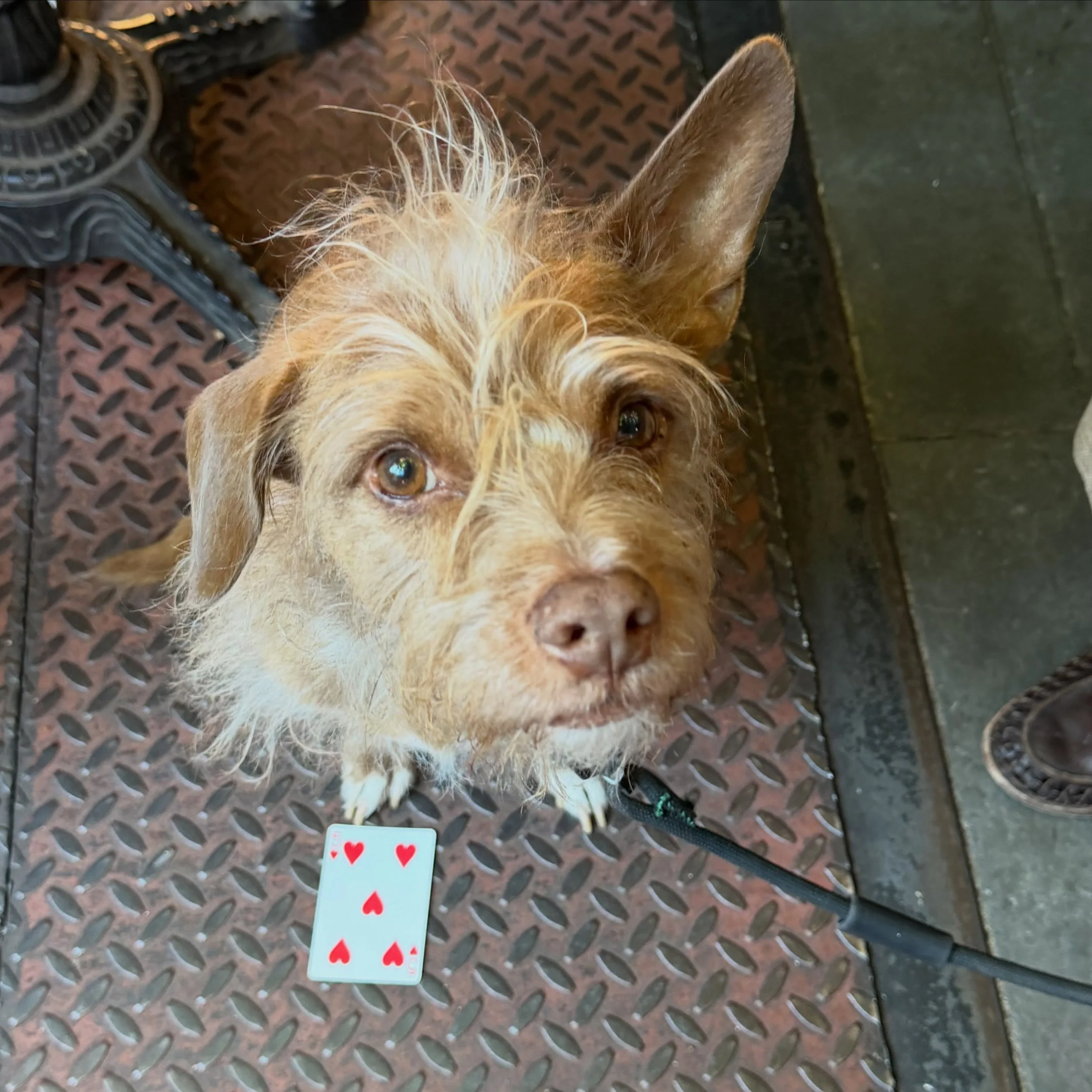 Love doing magic to dogs! Murph is such a great audience! Can&rsquo;t wait for dinner tonight! #foodiemagician #doggymagician #