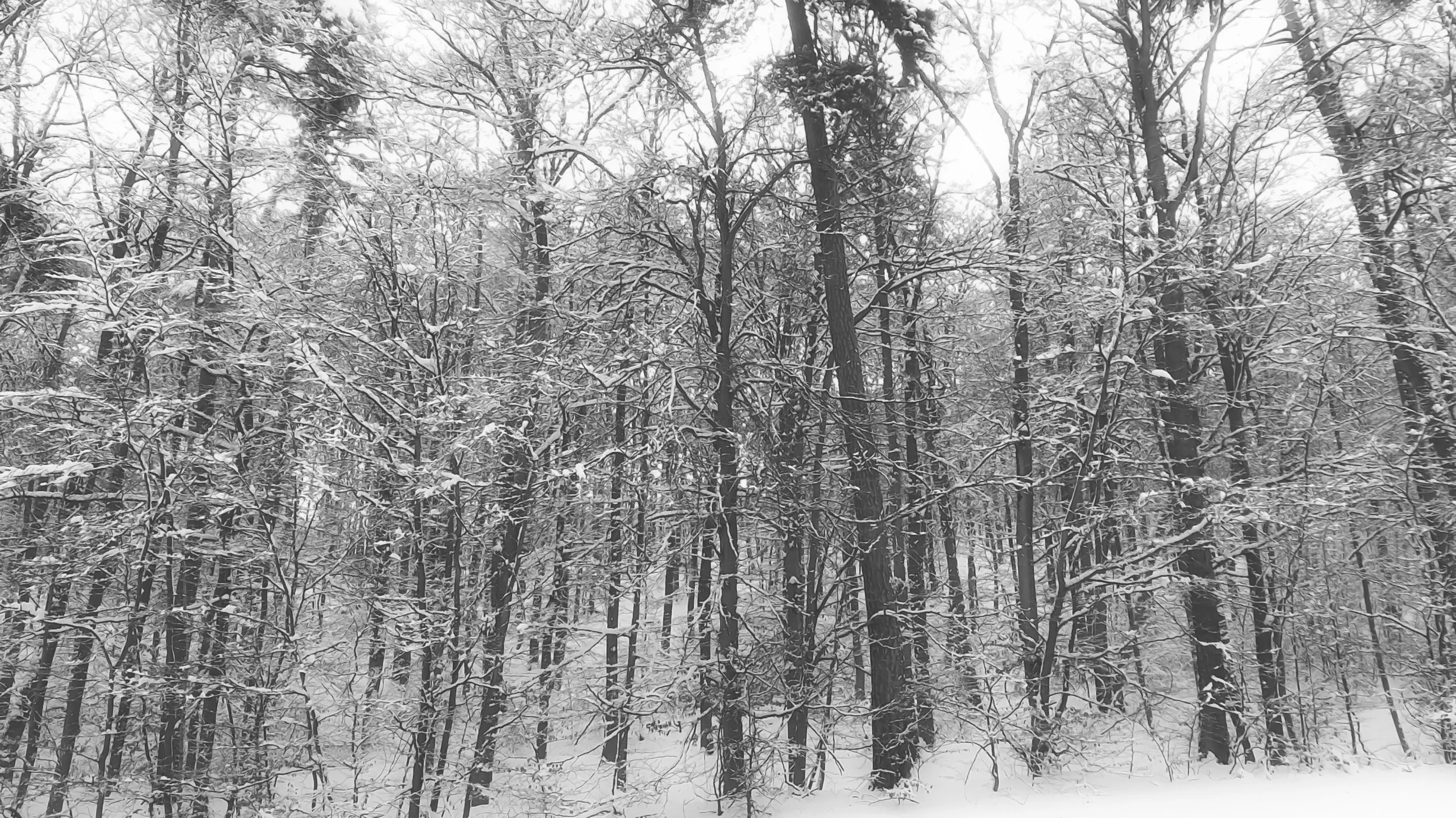 SnowInForest_BW.jpg