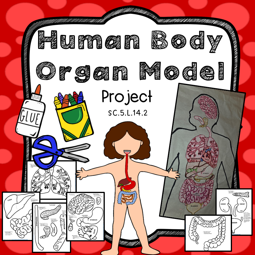 Human body organ diagram model, 5th grade science, NGSSS, body organs, cut outs, printables, life size