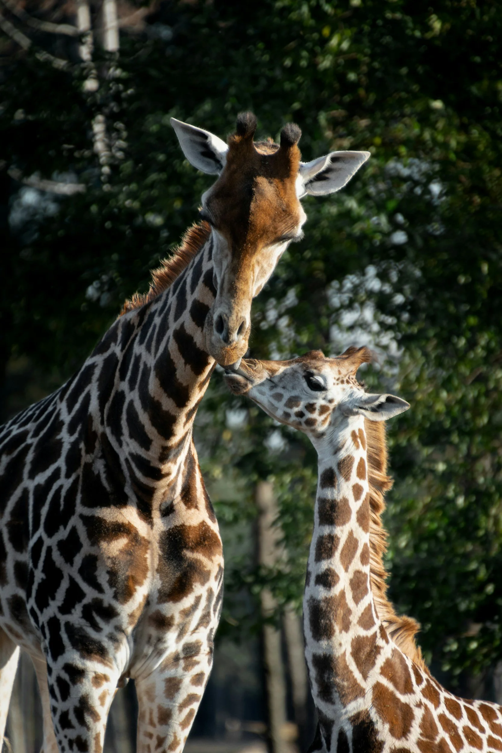 Three giraffes standing outdoors with green trees in the background; one is taller and in the foreground, the others are shorter and to the right.