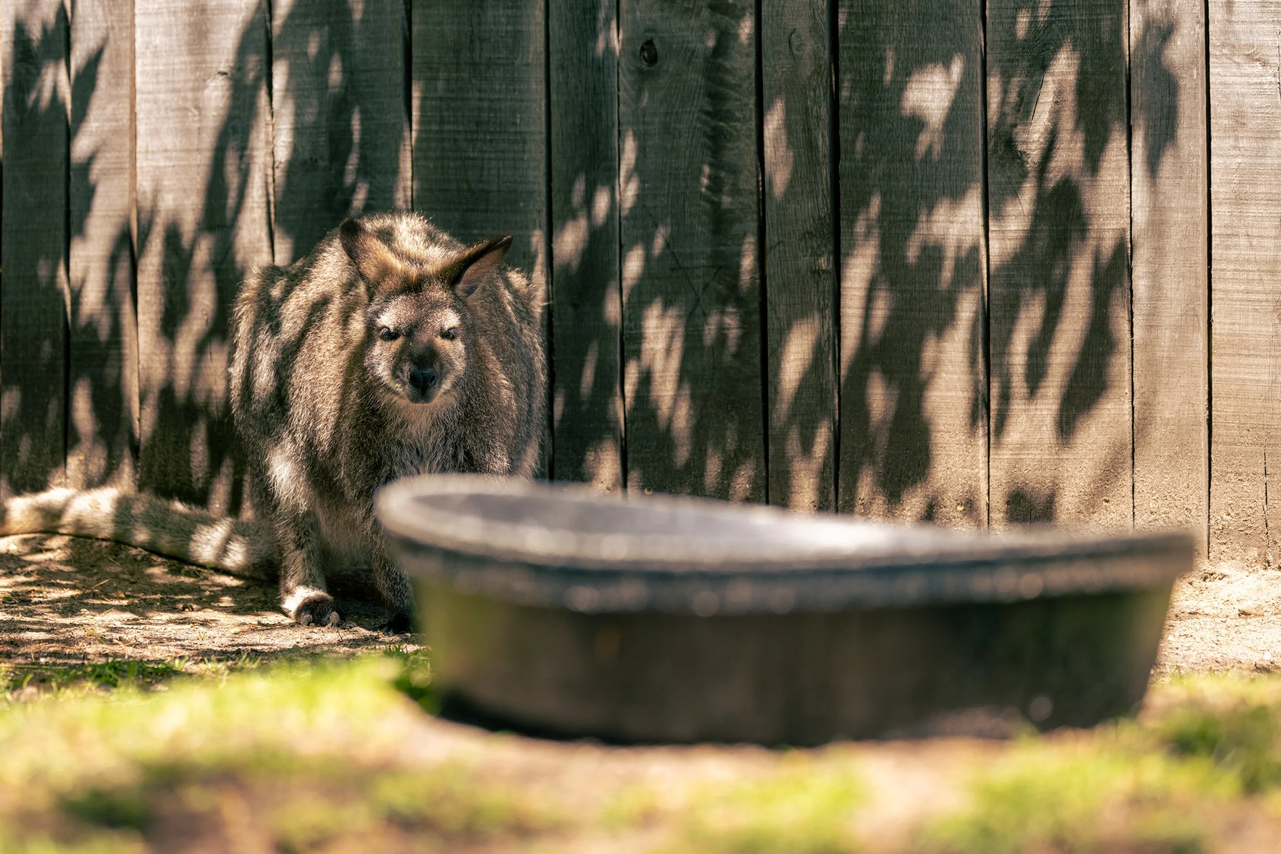 A young fox with grey and brown fur resting on the ground behind a wooden fence, with shadows of leaves cast on the fence.
