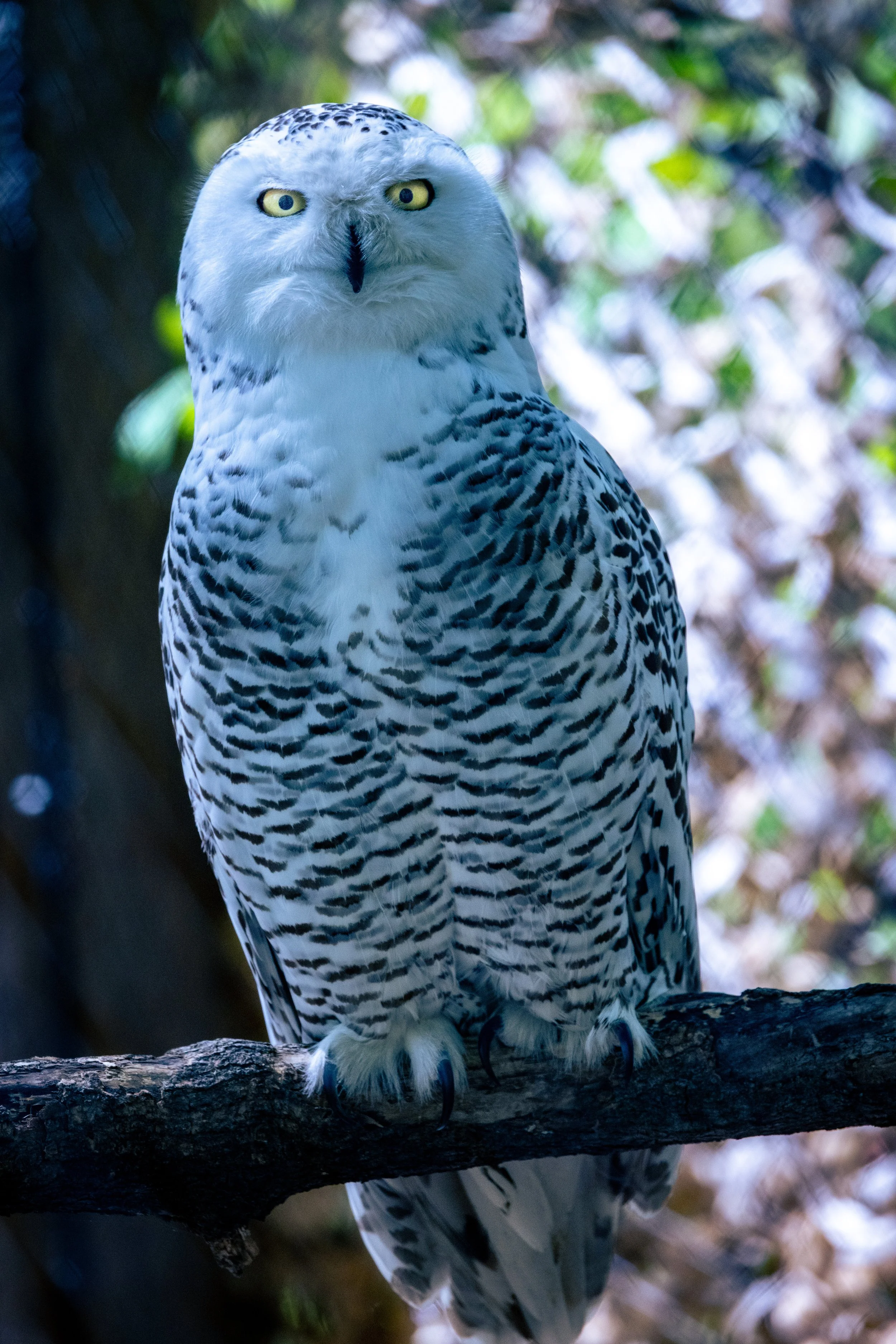 A snowy owl perched on a tree branch, with green and white blurred background.