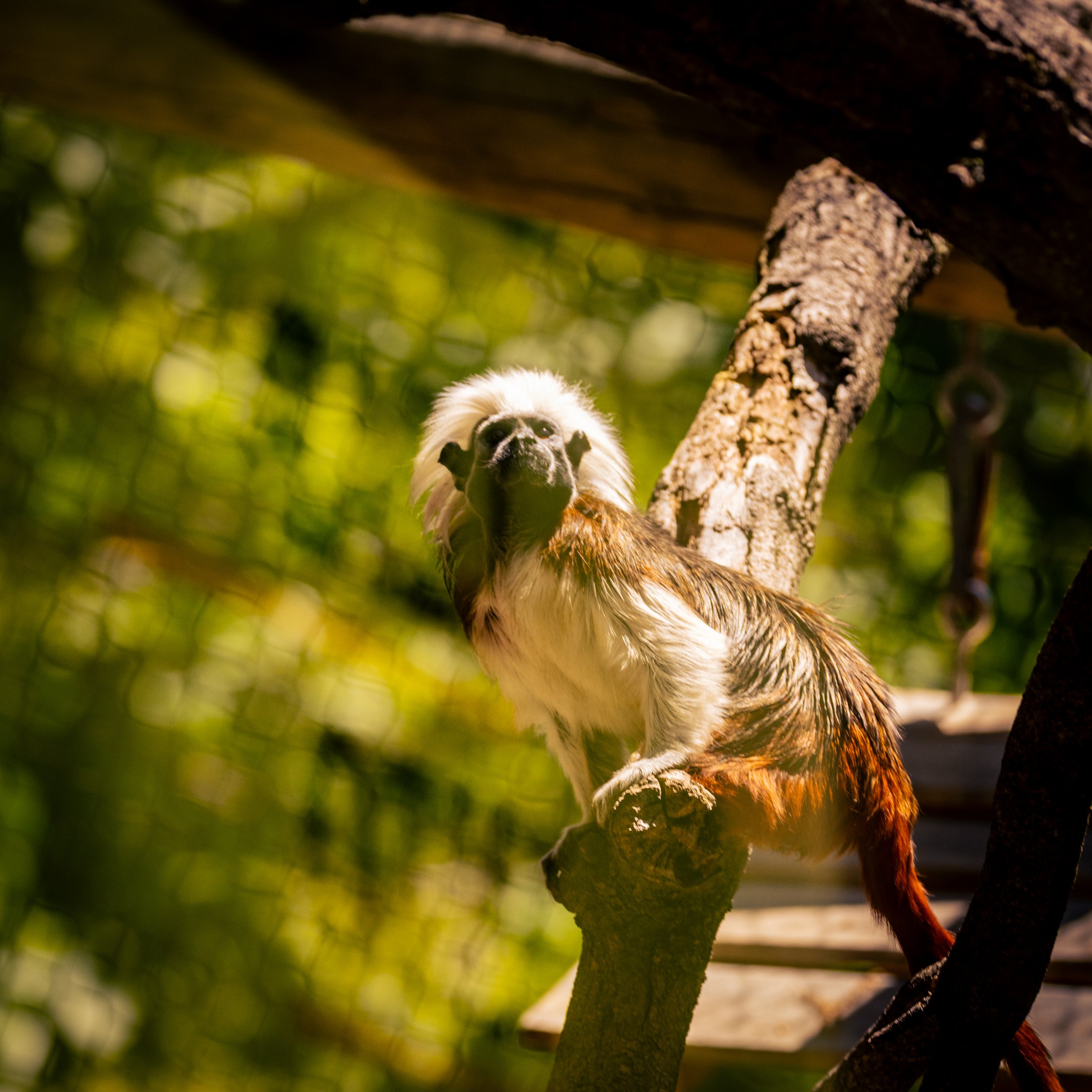 A small, white and black monkey with a black face and large eyes, perched on a tree branch in a lush, green forest at night.