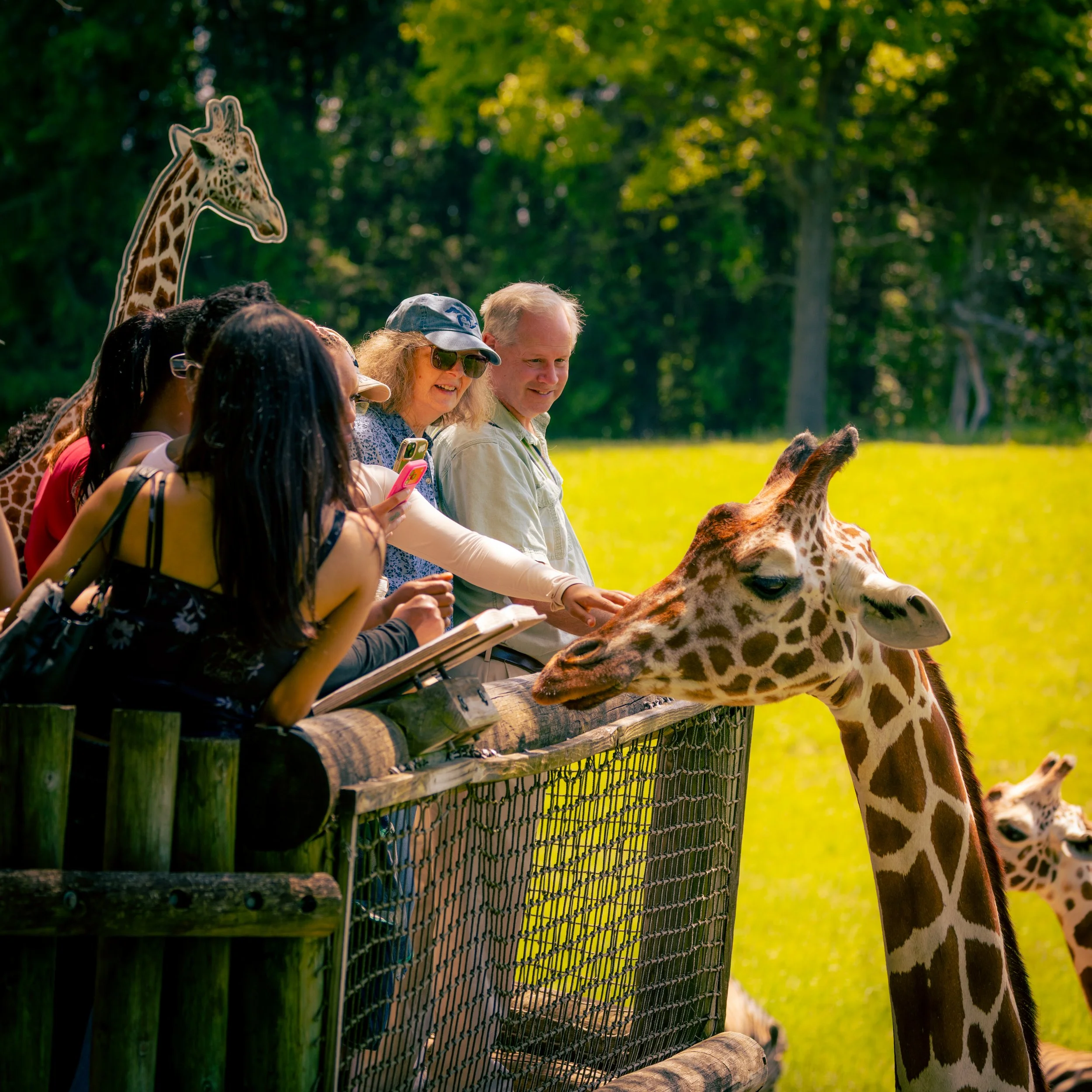 Group of people sitting on a wooden bench and feeding a giraffe in a lush, green park.