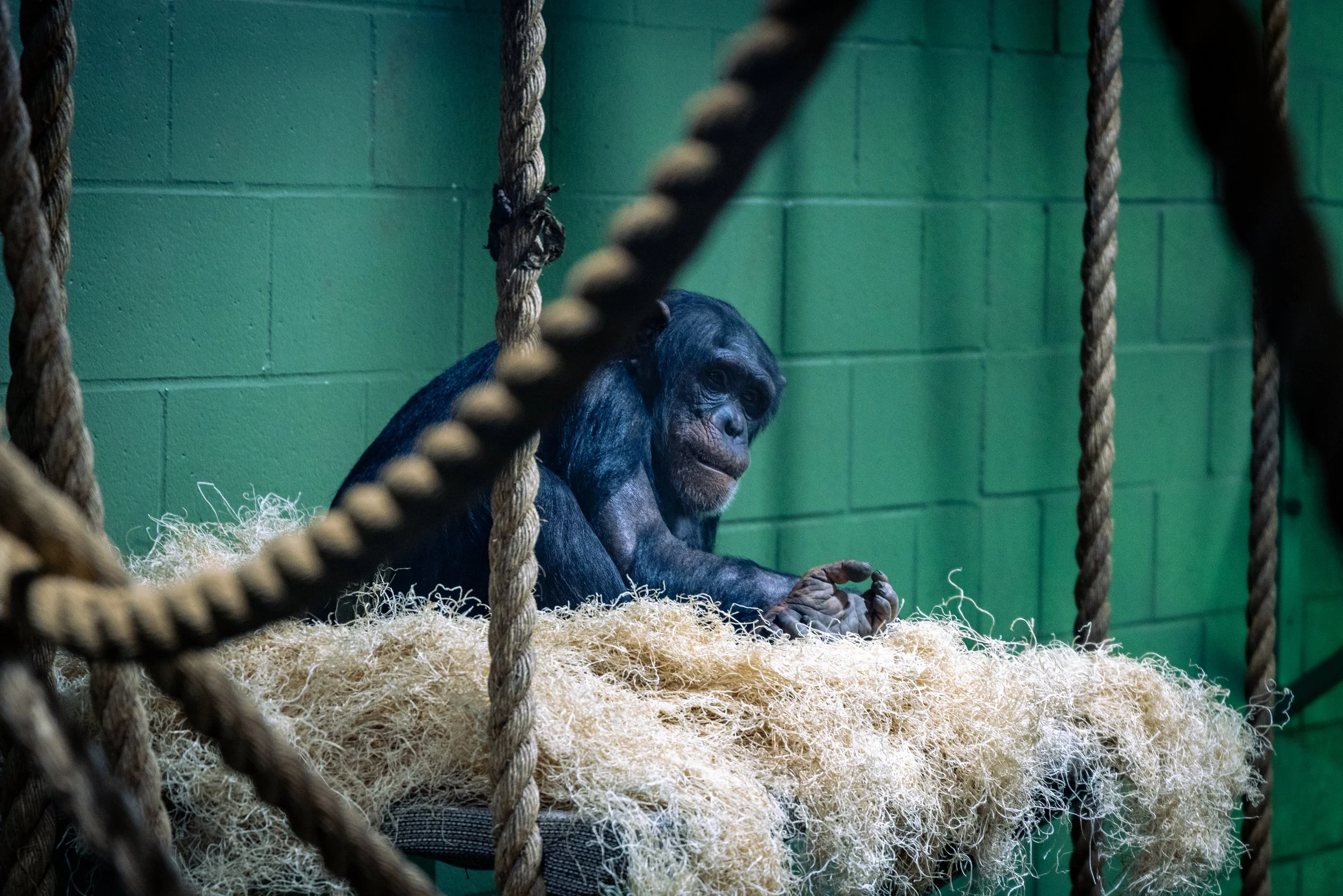 An orangutan sitting on a soft bed of fibers inside an enclosure with green painted brick walls, seen through hanging ropes.