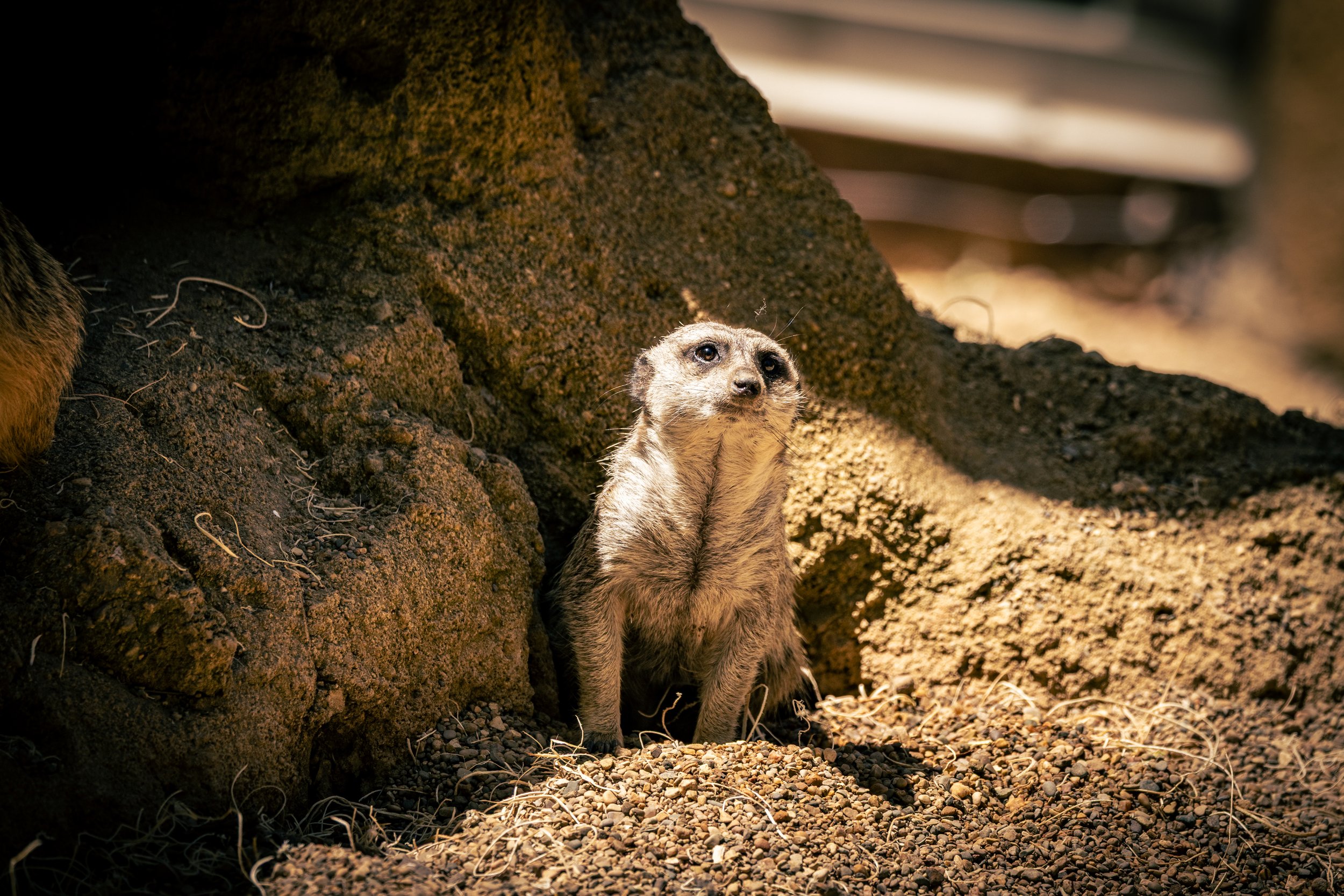 A meerkat standing on rocky ground near a rocky alcove, looking alert, with some blurred background elements.