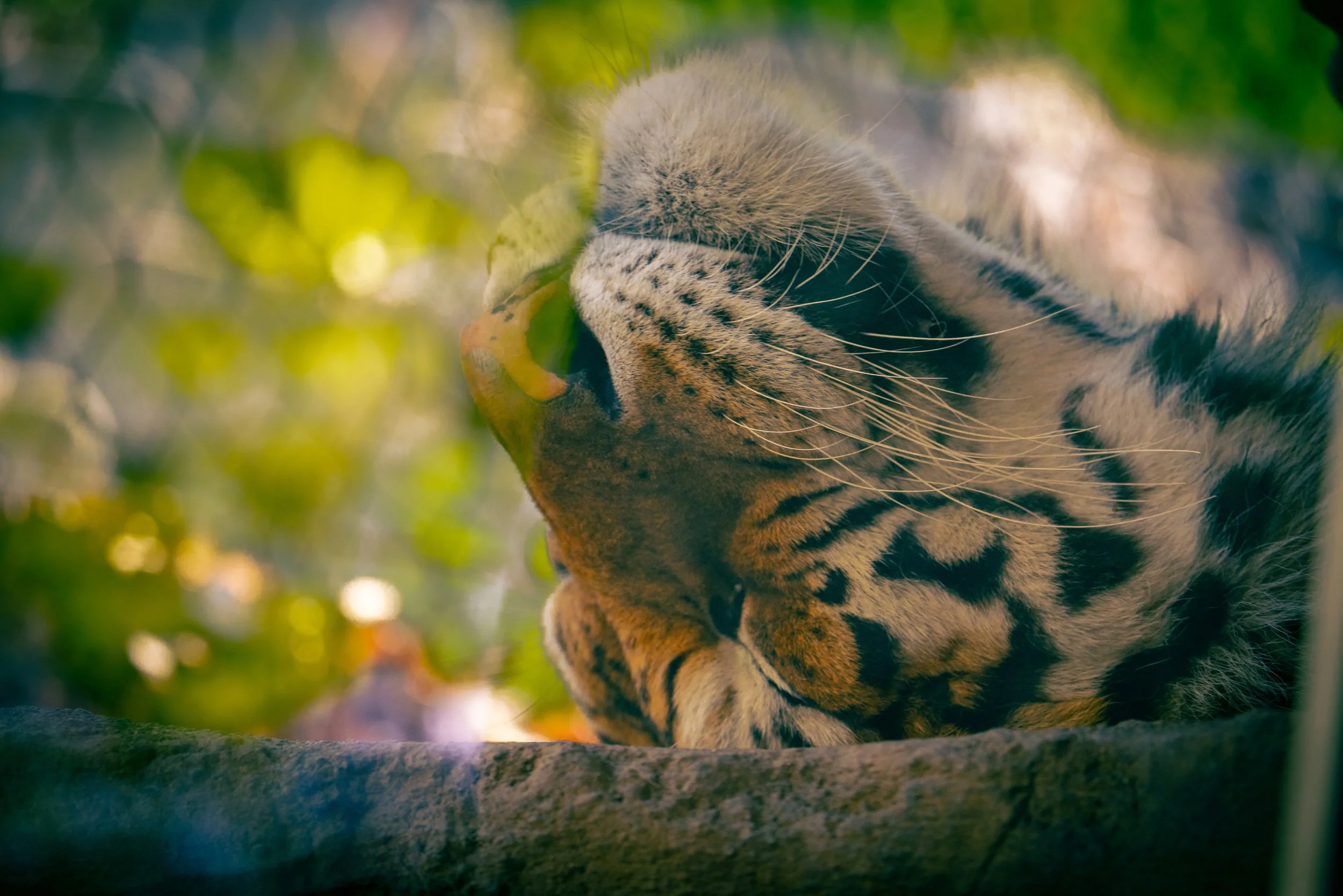 A tiger resting its head on a tree branch surrounded by green foliage.
