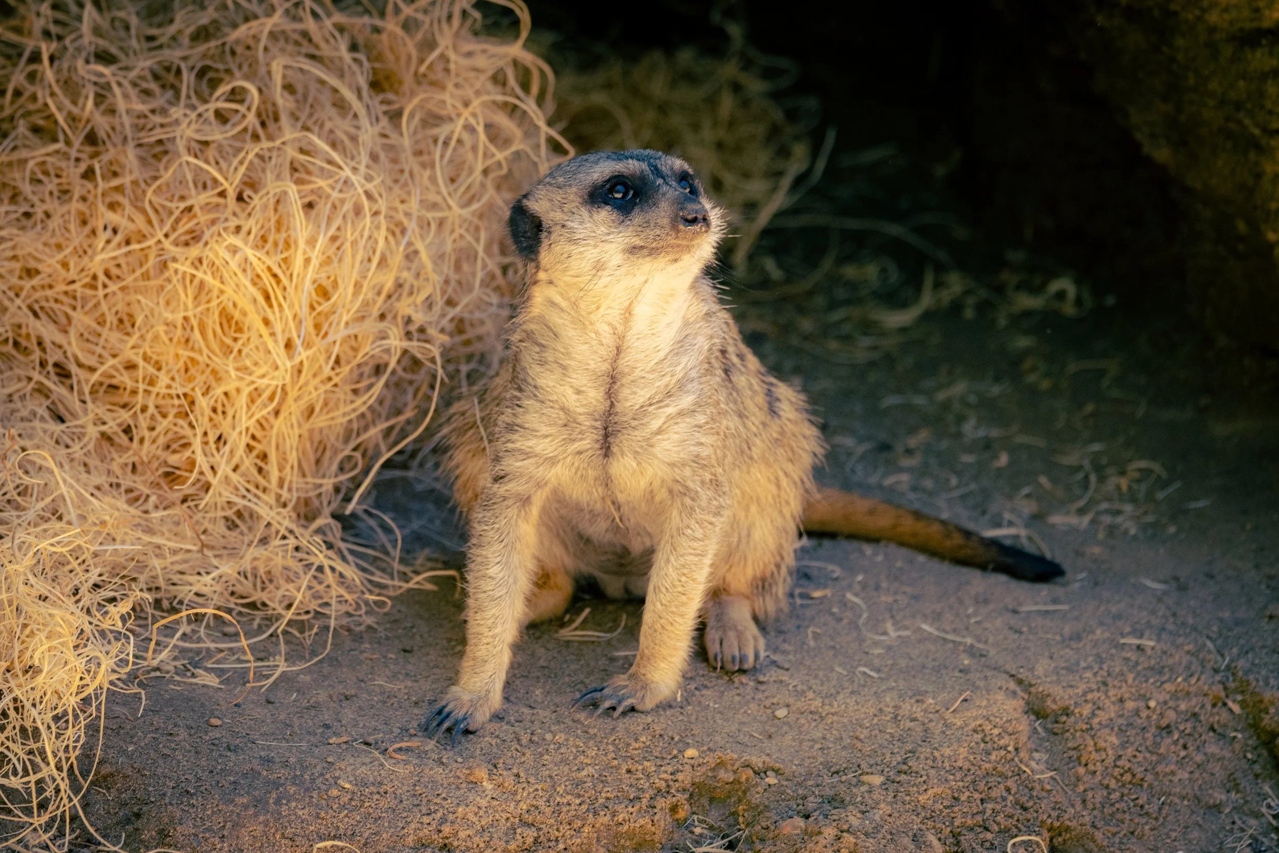 Meerkat sitting on the ground next to a large ball of hay or straw, with a dark background.