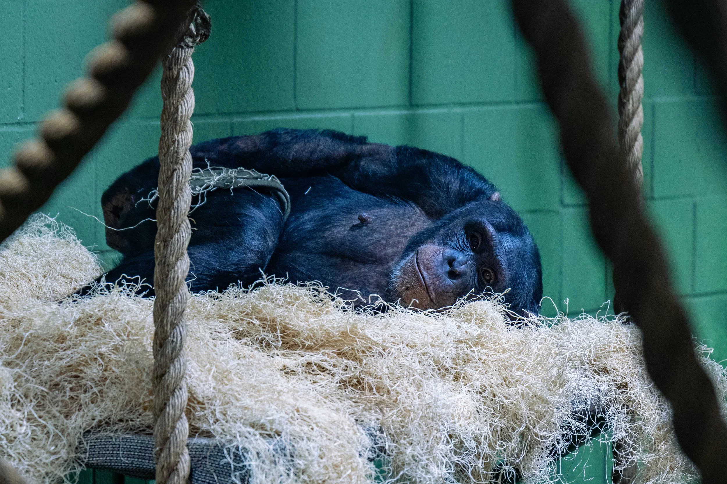 A young gorilla lying on a beige nest of straw or shredded material inside a green room, with a support rope in the foreground.
