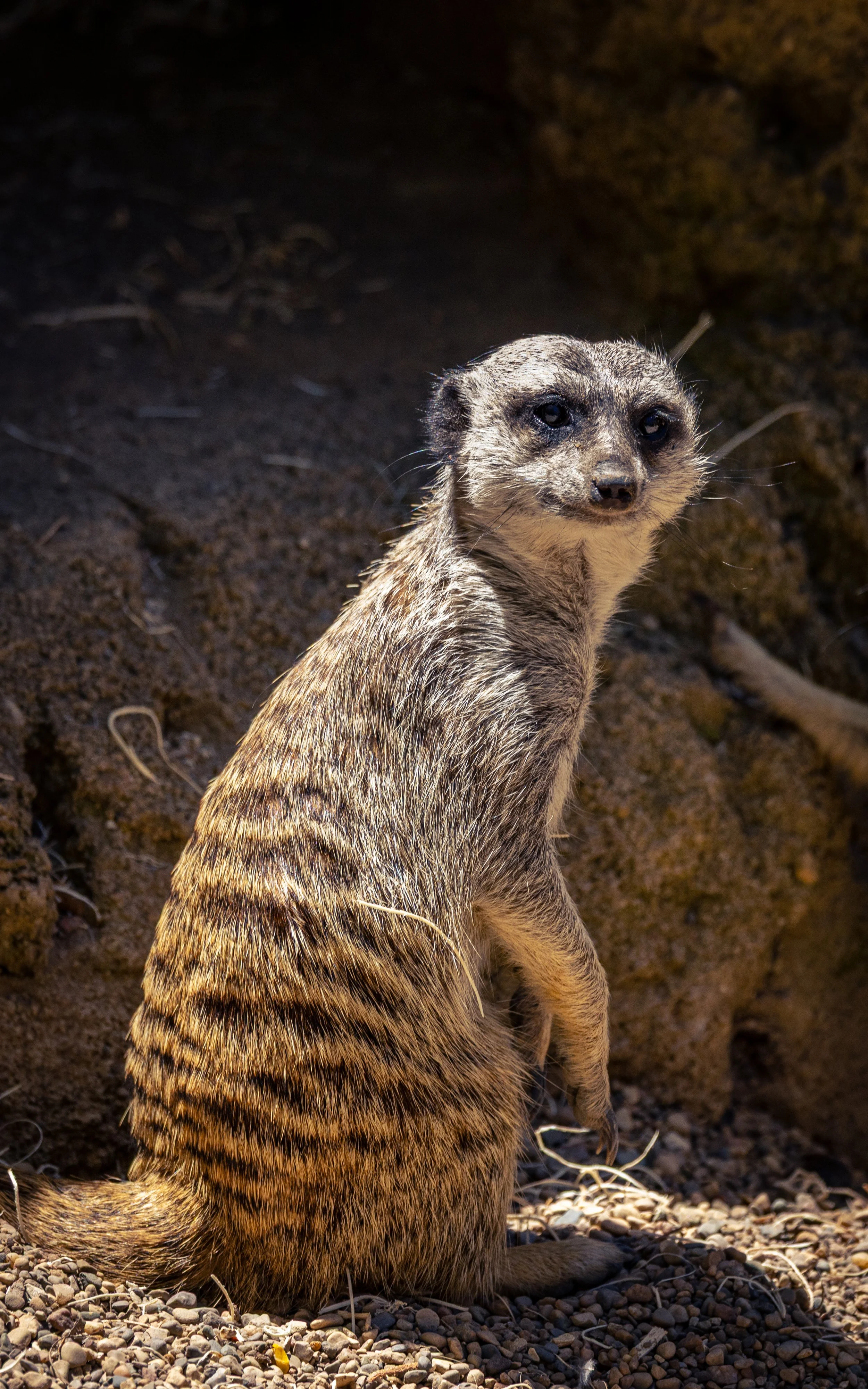 A close-up of a meerkat standing on rocky ground with a dark background.