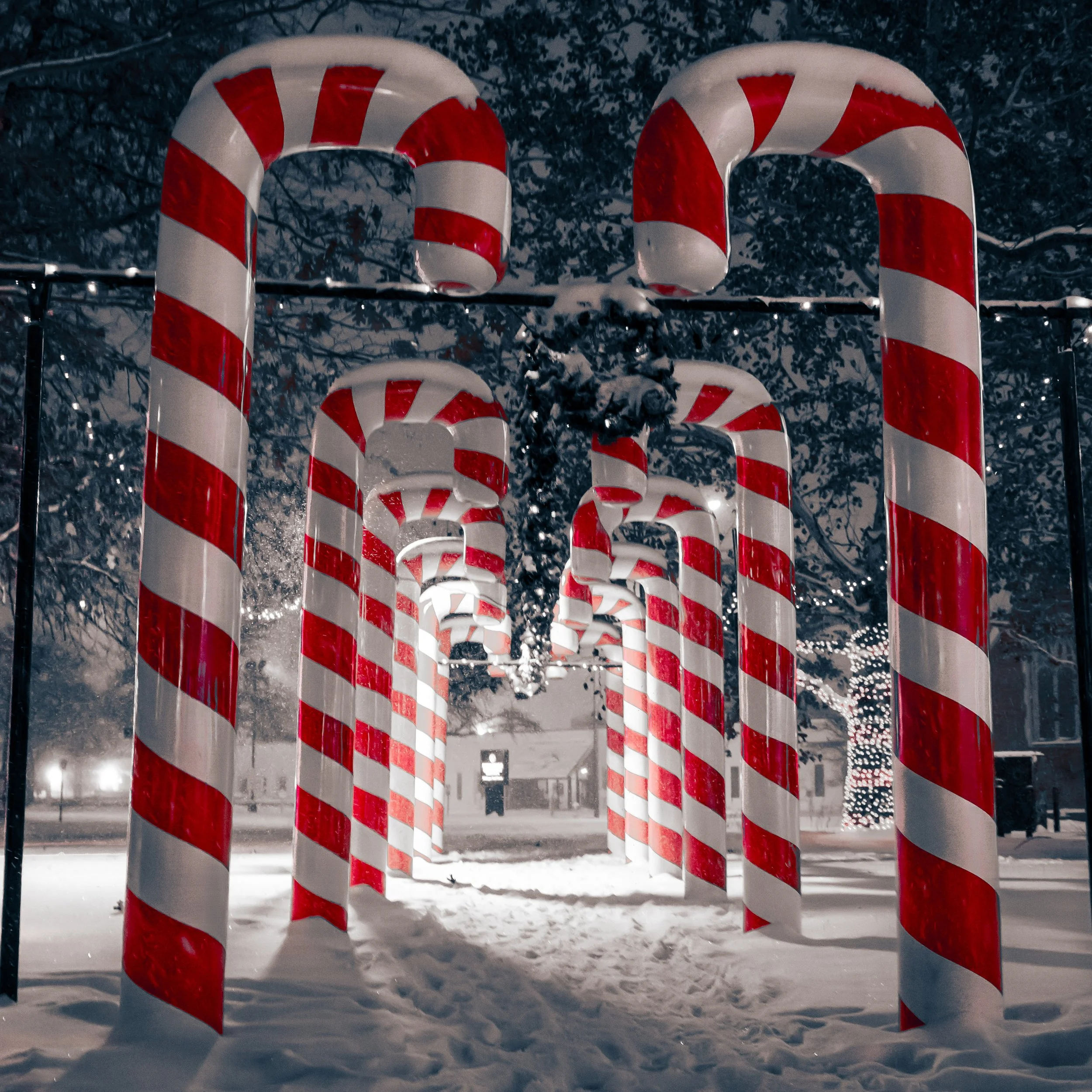 Row of large candy cane decorations with red and white stripes, set outdoors in snow at night with dark background and Christmas lights.