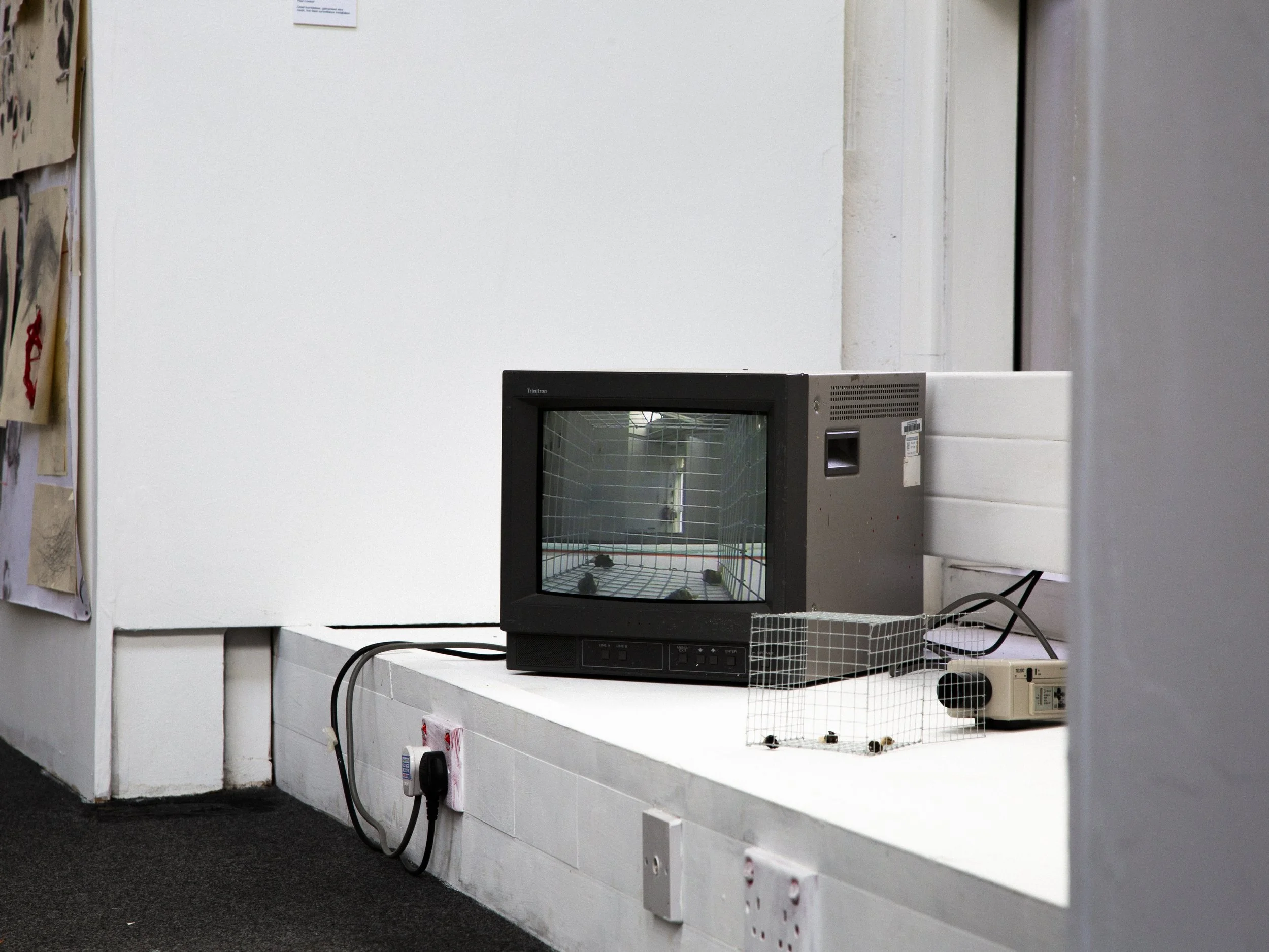 A small cube monitor TV showing a live feed surveillance video of four dead bees in the cage next to the monitor.