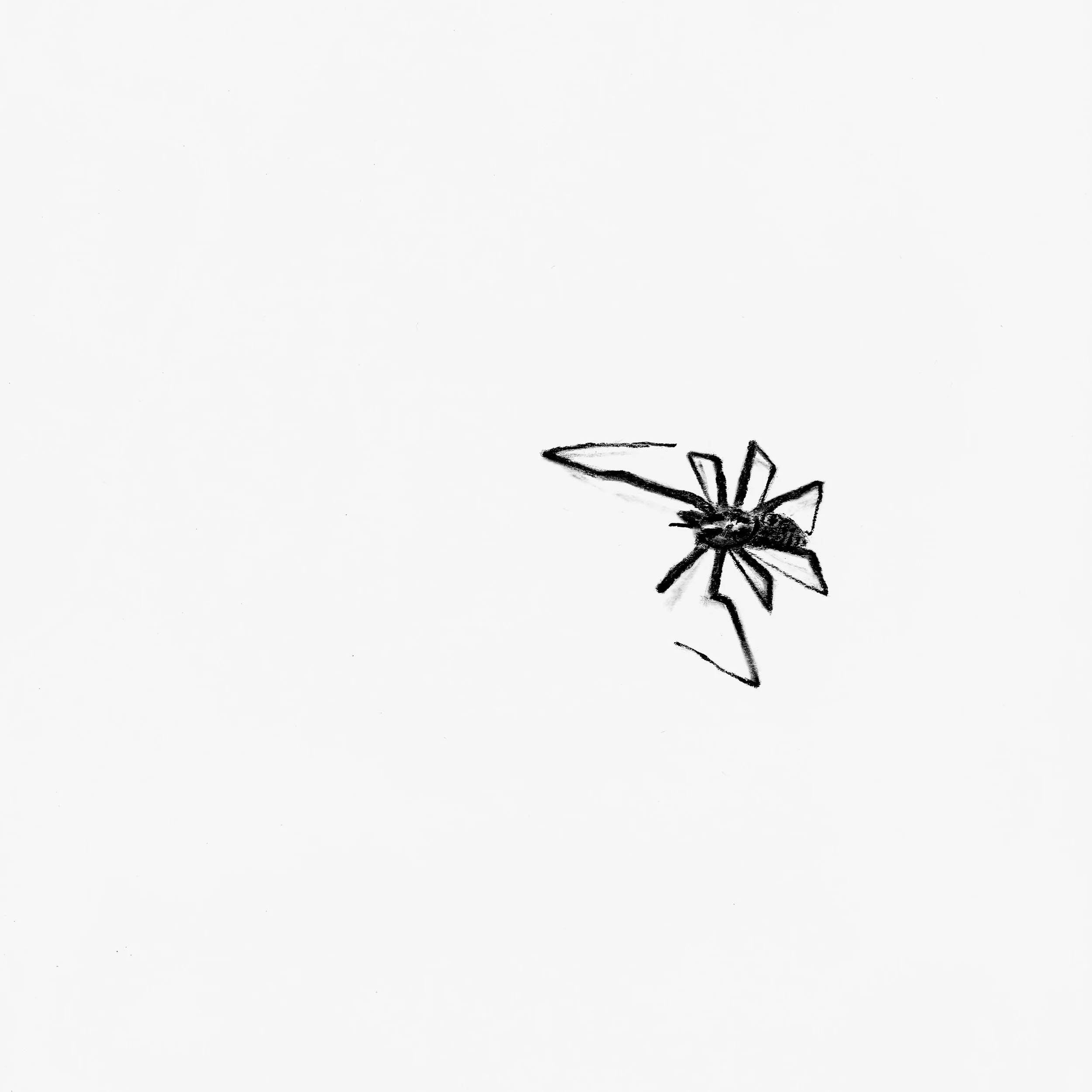 closeup image of a drawing of a spider