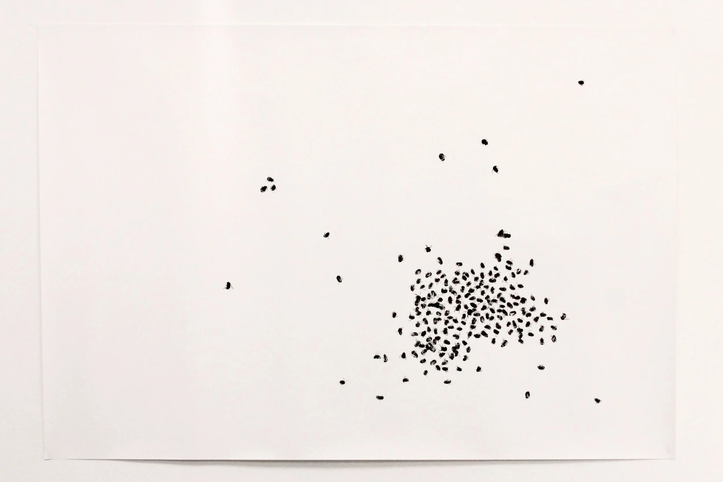 A drawing of a swarm of bees scattered on paper
