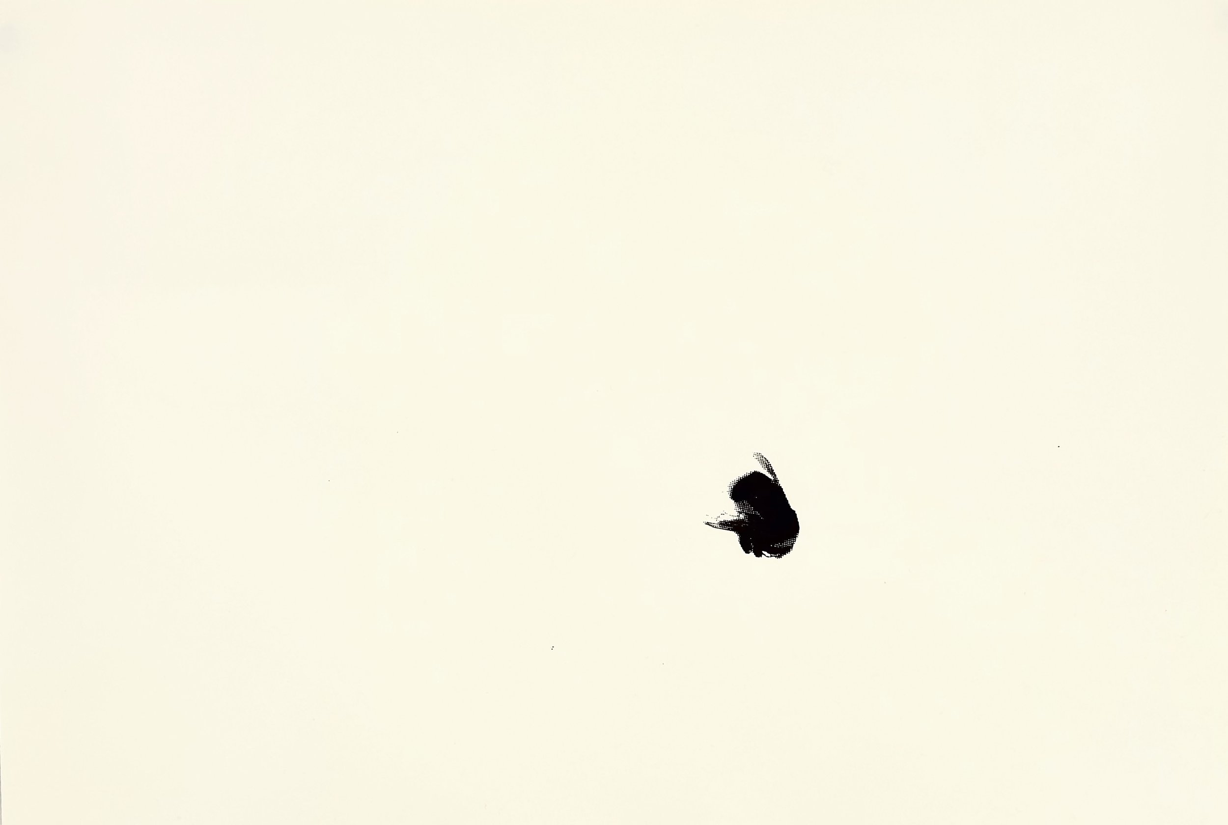 A black bumblebee in flight against a plain light background.