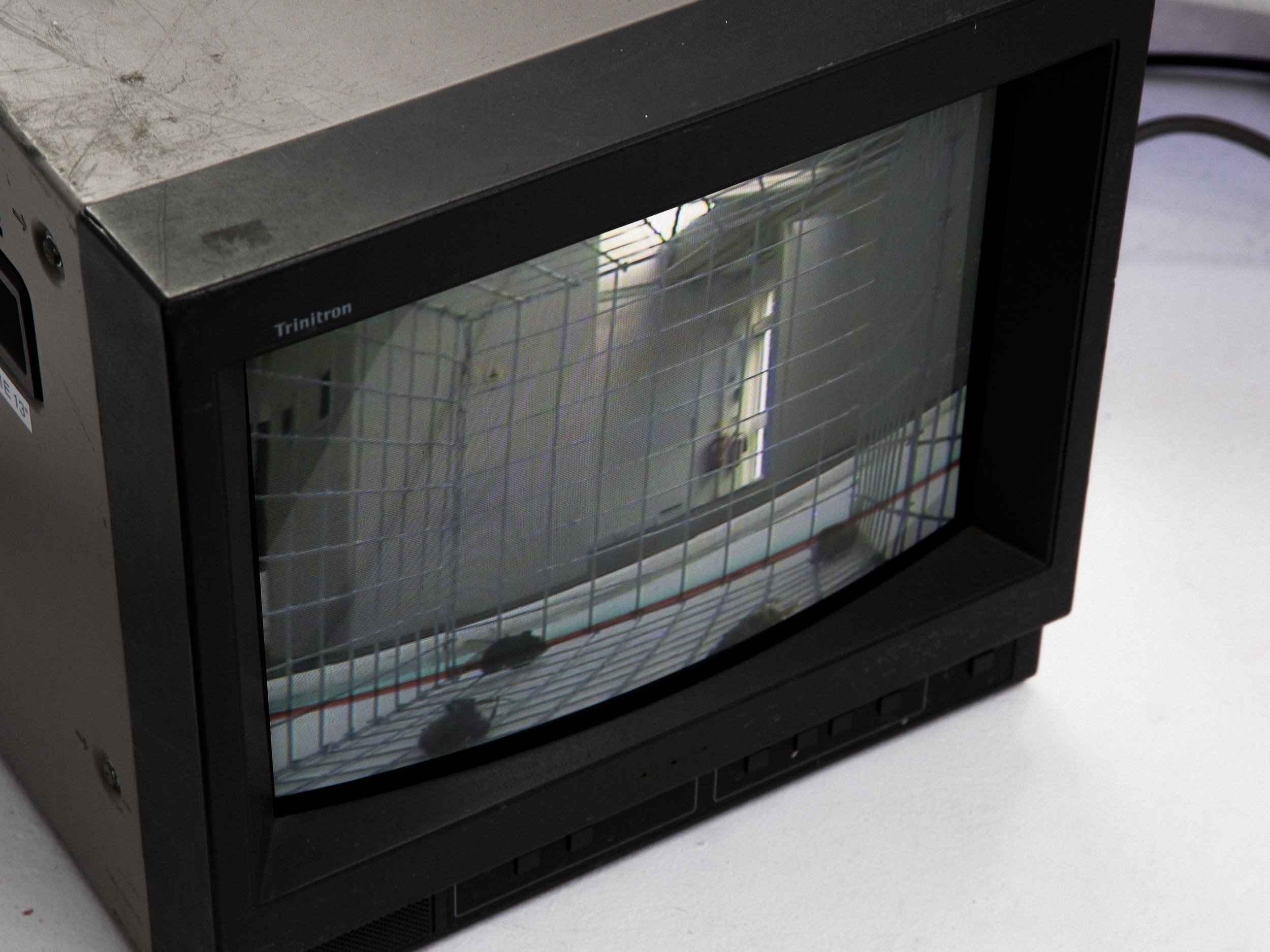 A black cube monitor TV showing a live feed surveillance video of four dead bees through a cage, situated on a white surface with a plain background.