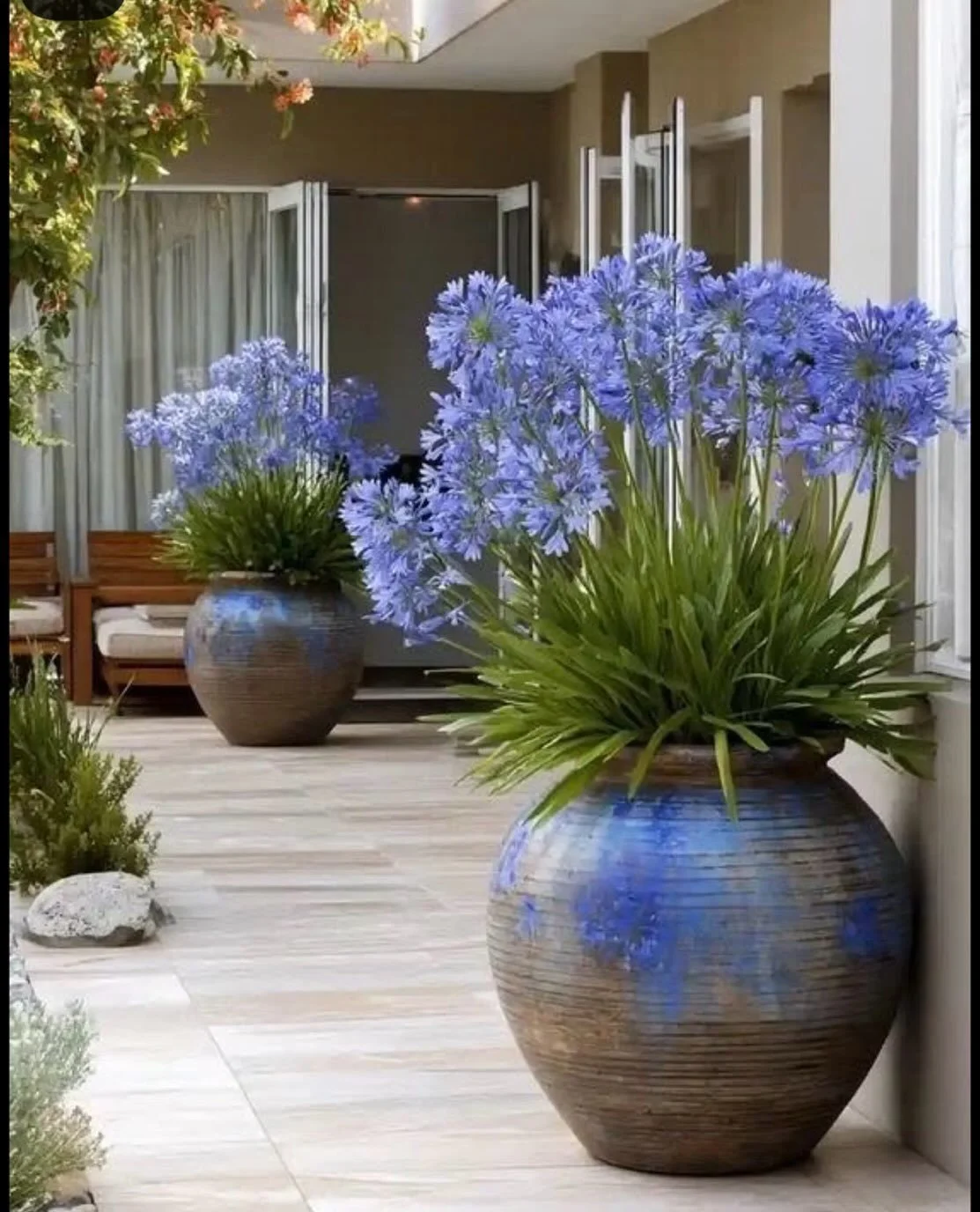 Morning coffee hits different out here ☕💙 
These African lilies are putting on a whole show. A great container gardening possible on any surface definitely bring to life a beautiful garden that was at one point impossible to break ground.