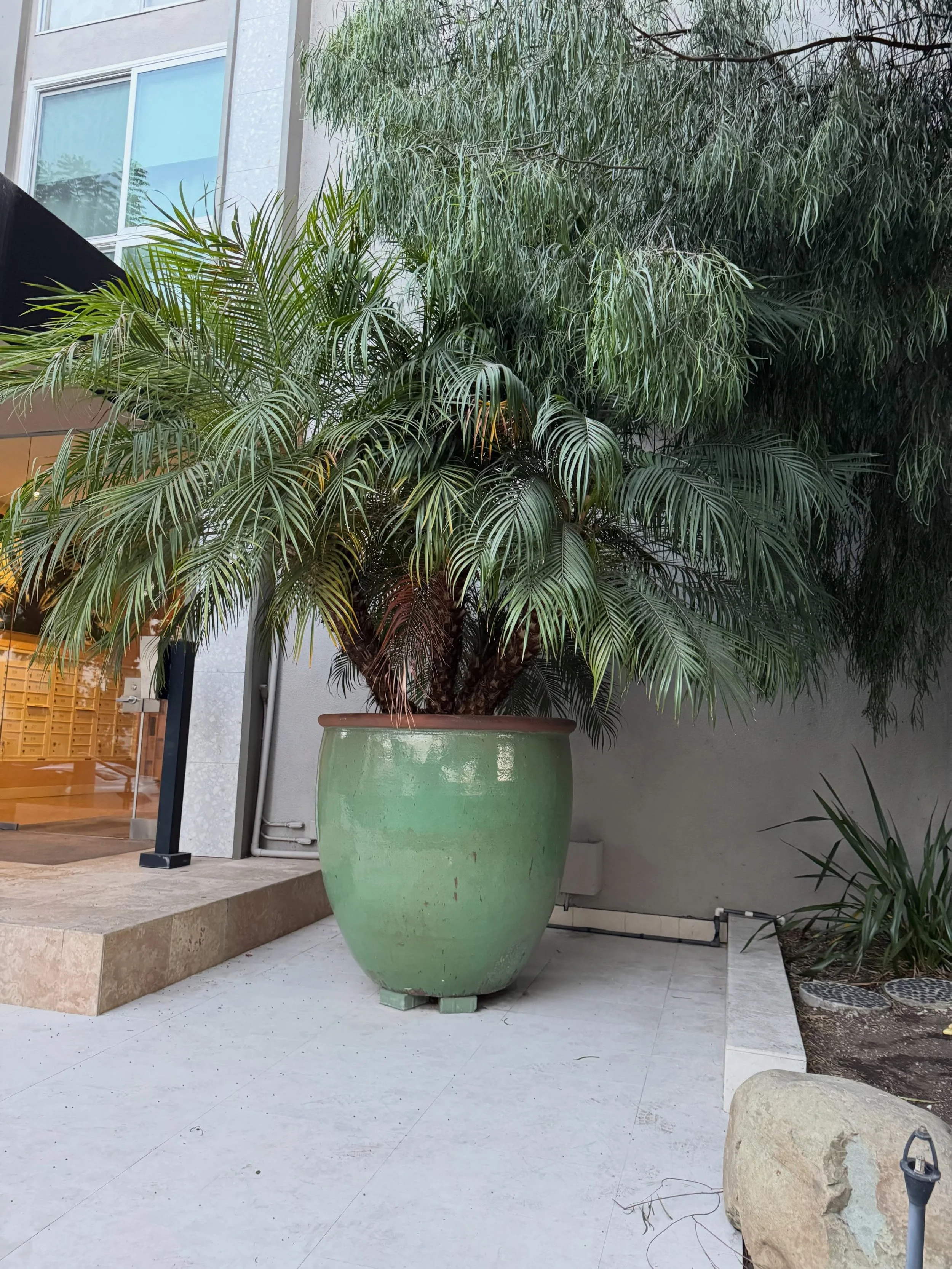 We installed these mature Pygmy Date Palms Phoenix roebelenii in oversized jade-glazed containers to bring instant resort vibes. 

Container gardening lets you go big even with zero landscape beds. This is how you elevate a building entry.
