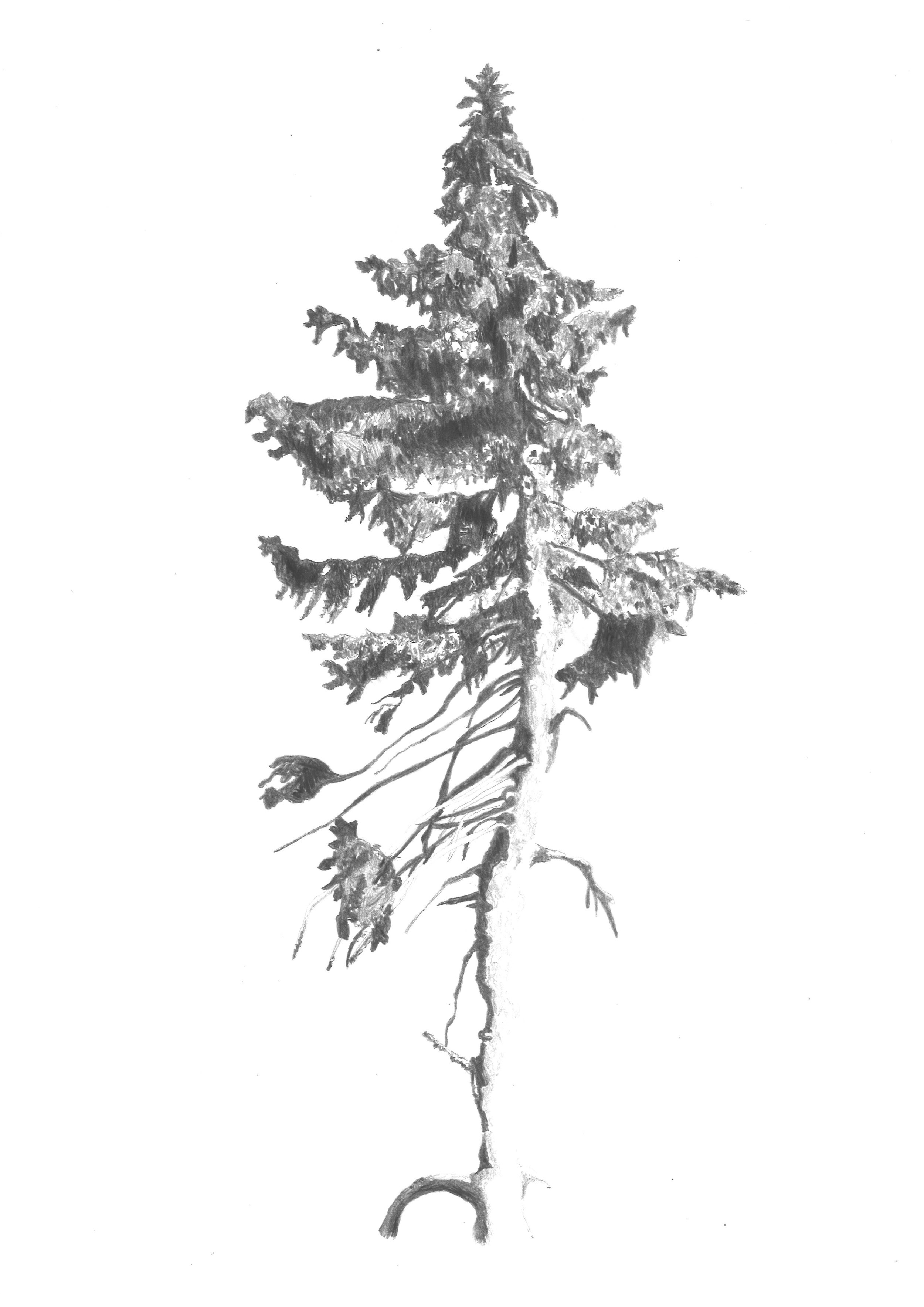 Picea abies (Norway Spruce), Dalarna (Sweden), the oldest tree in the world | A3, pencil