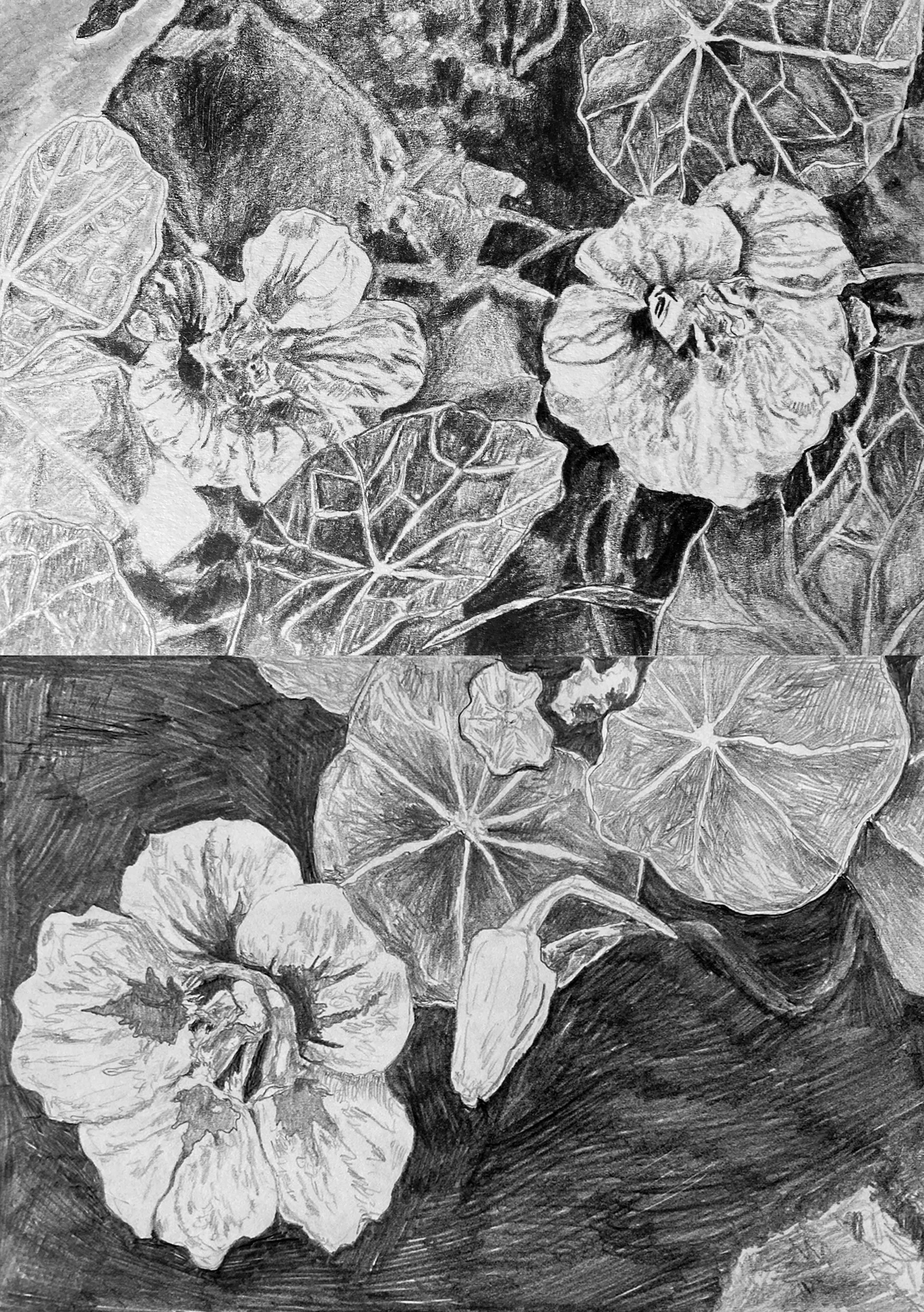 Nasturtium