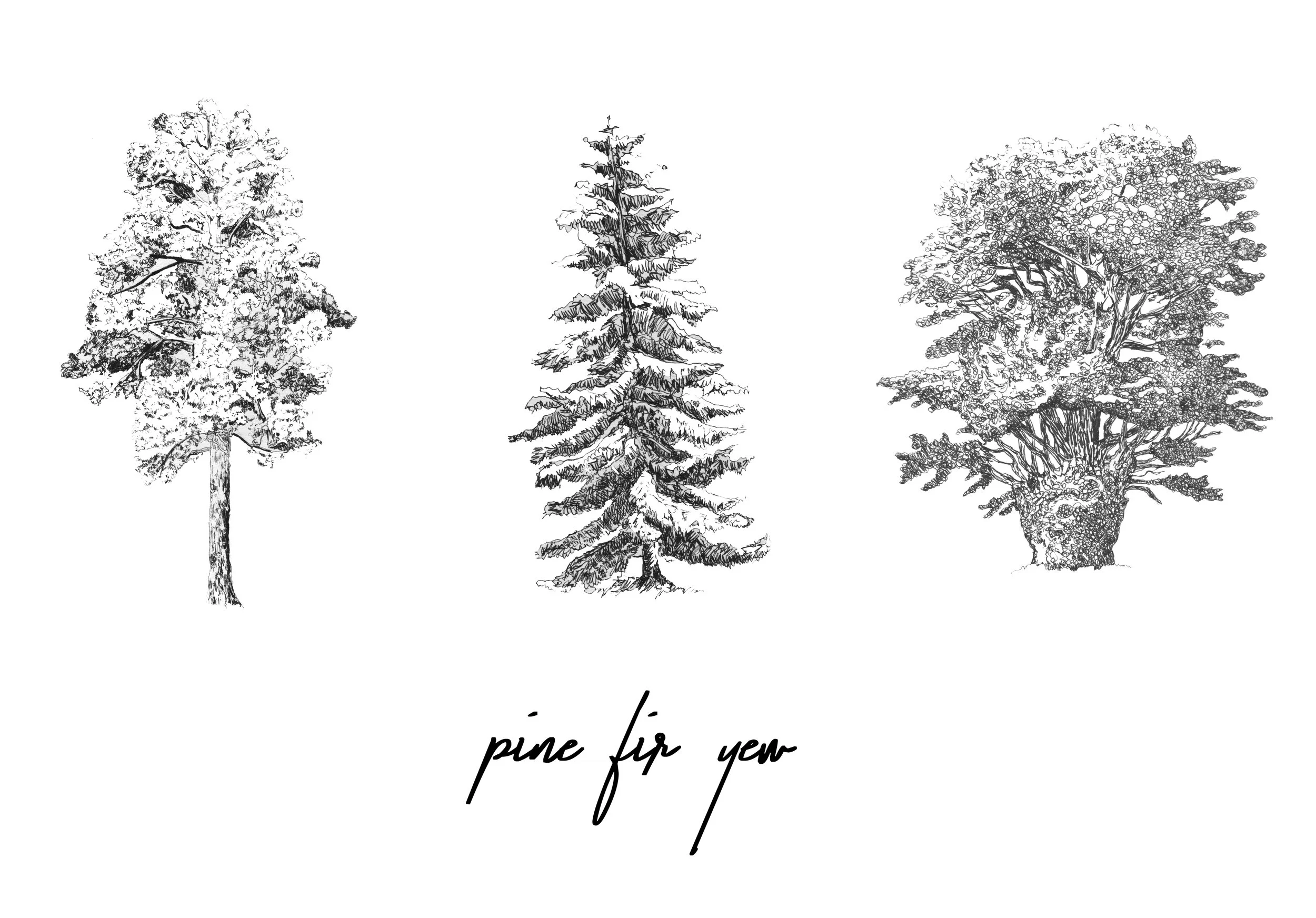 Pinus, Abies, Taxus | A3, Pencil and pen