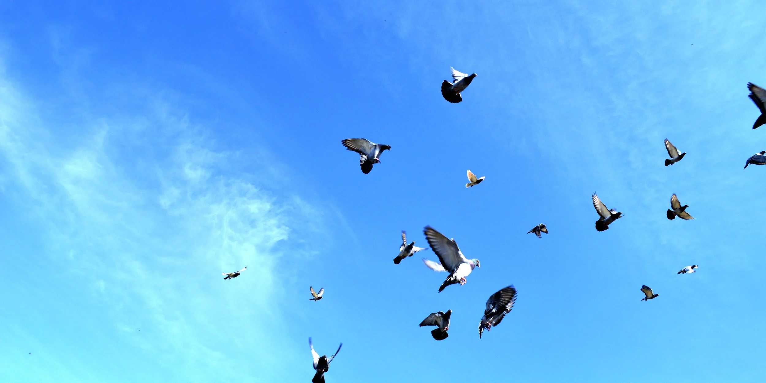 The paper was attached to a homing pigeon which was in turn set off (wind).