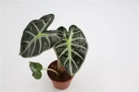 Heart Balloon Green Alocasia
