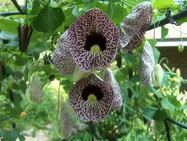 Calico Flower Vine