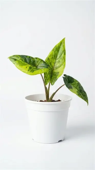 Scalprum Aurea Alocasia