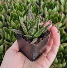 Haworthia