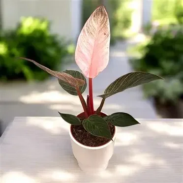 Pink Birkin Philodendron