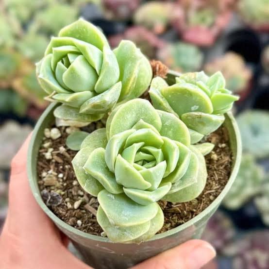 Lovely Rose Graptoveria