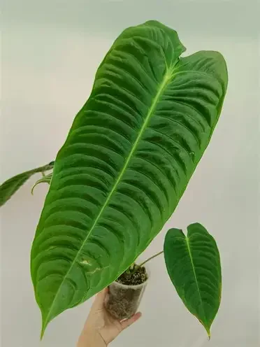 Anthurium veitchii