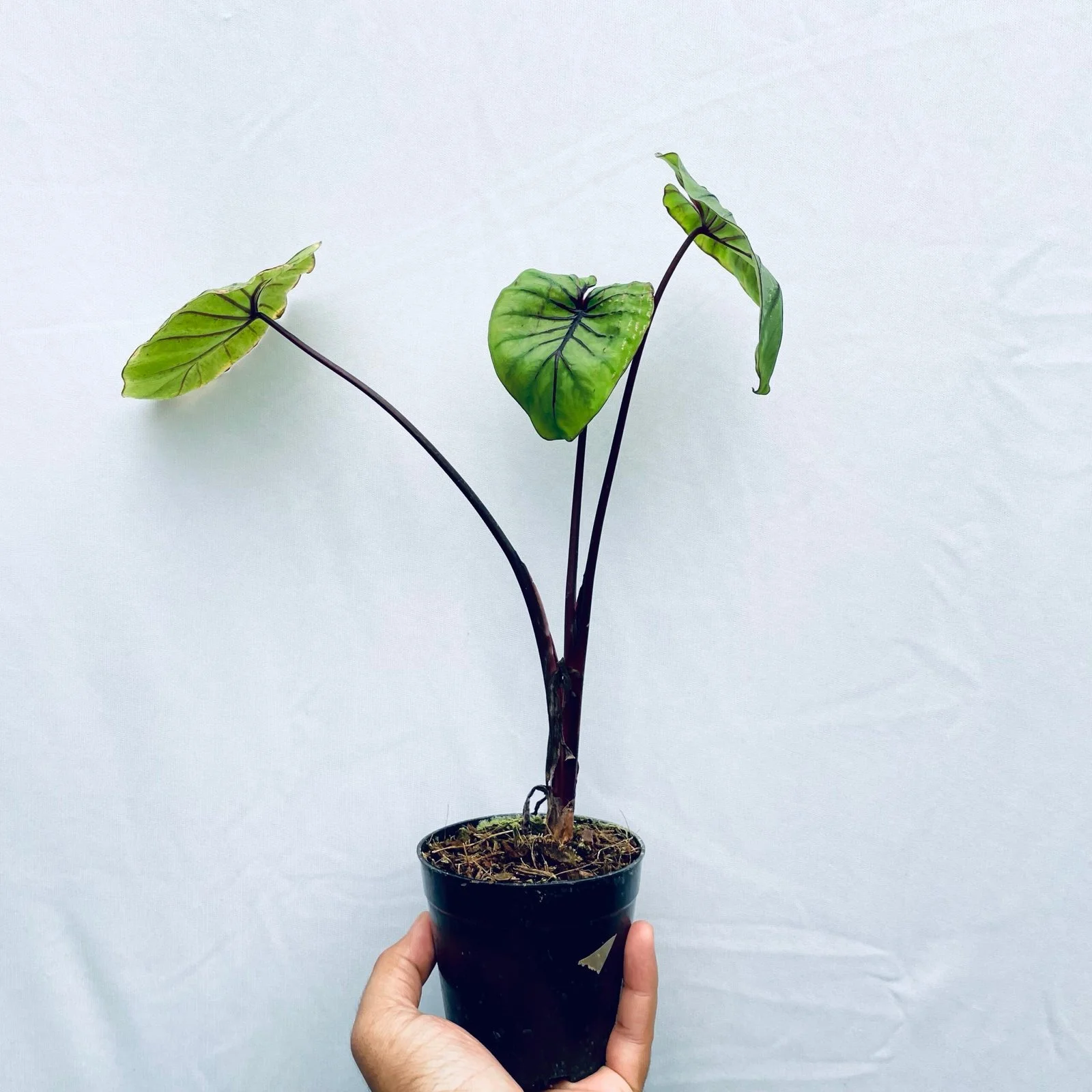 Pharaoh's Mask Elephant Ear - Colocasia Pharaoh's Mask