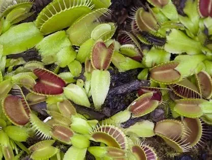 Venus Flytrap
