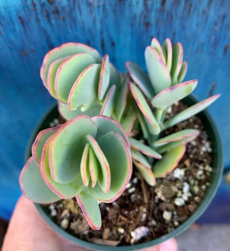 Marnier's Kalanchoe - Kalanchoe marnieriana