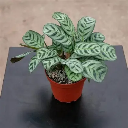 Amagris Fishbone Prayer Plant