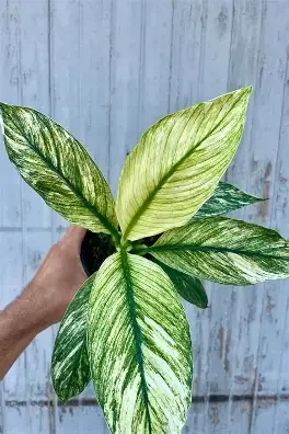 Variegated Sensation Peace Lily