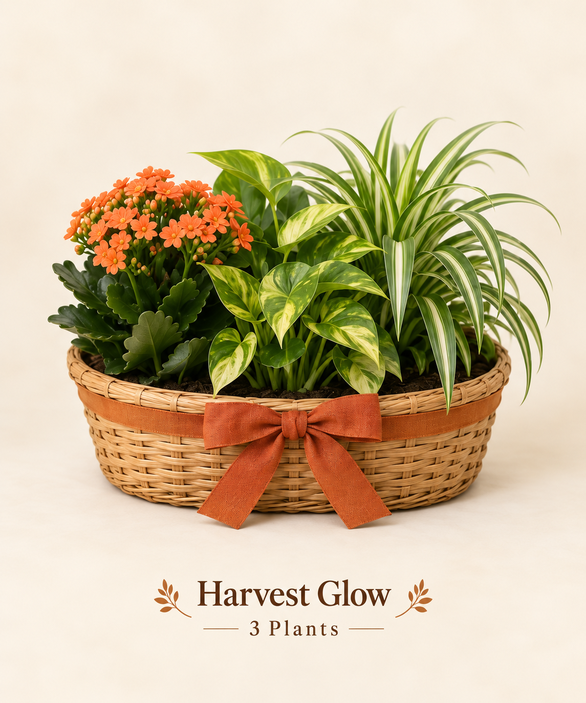 Harvest Glow - 3 Plants.png