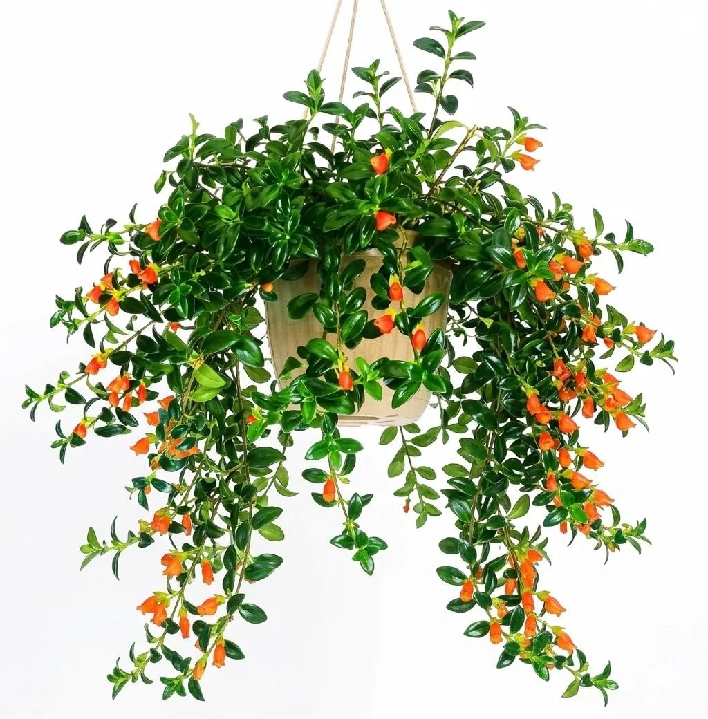 Goldfish Plant — 6