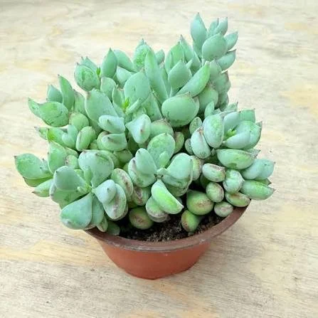 Cliff Cotyledon