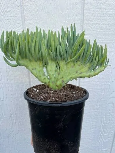 Senecio Mermaid Tail