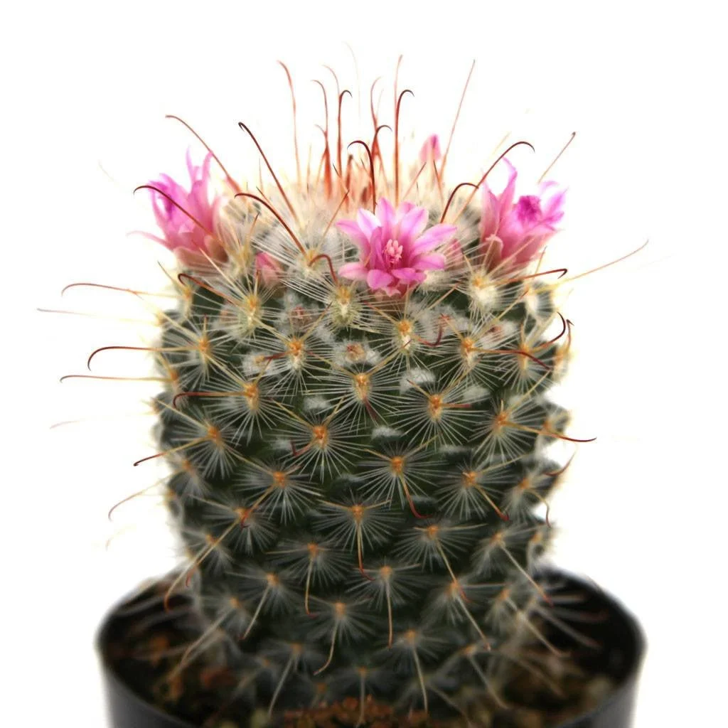 Silken Pincushion Cactus - Mammillaria bombycina